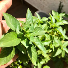 Bobo Victoria Rose Forget-Me-Not Seeds for gardeners building out beds and borders