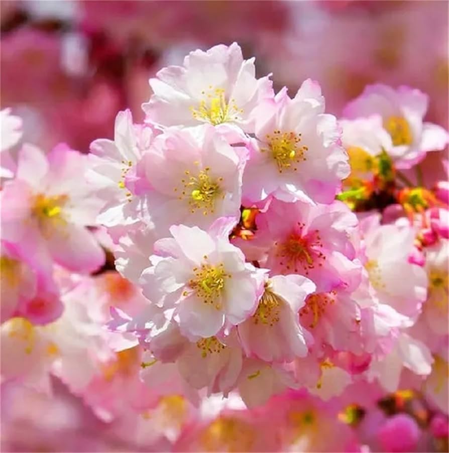 USA heirloom organic autumn flowering cherry tree seeds
