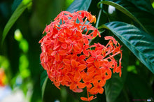 Ixora Seeds for colorful blooms in the Tropical Flower Beds