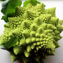Organic Italian Cimelio Broccolo Romanco Seeds for reliable seasonal color