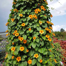 Black Eyed Susan Vine Seeds known for fast-Growing Flowering Climbers