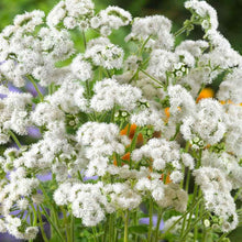 Annual Ageratum Mexicanum White Flower Mexican Paintbrush Seeds for growers seeking a long-blooming display