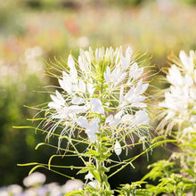 Queen Cleome Spider Seeds for gardeners building out beds and borders