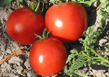 Manitoba Tomato Seeds (Solanum lycopersicum) valued by growers for short Season Planting