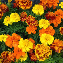 Harlequin Marigold Seeds grown for vibrant Flower Landscaping