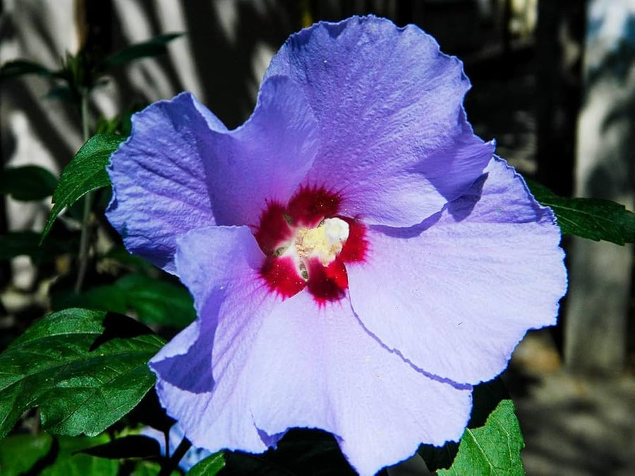 Blue Silver Gray Hibiscus seeds (exotic giant) producing large blossoms with icy blue and silver-gray petals, adding a mystical look to your garden
