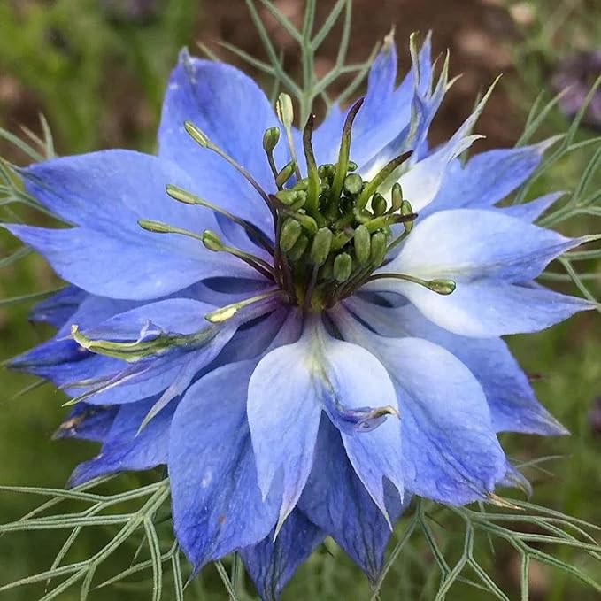 Nigella Damascena "L'amore in una Nebbia" ornamental seeds