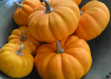 Jack Be Little Pumpkin ��������� Cucurbita pepo ��������� for home garden