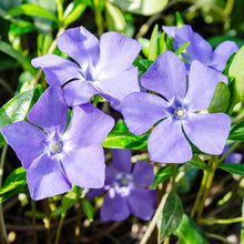 Vinca Sunstorm Purple Seeds grown for sunny Spots