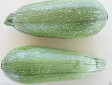 Gray Zucchini Summer Squash Seeds prized among growers for unique Heirloom Varieties
