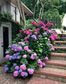 Hydrangea Seeds for vertical growth across the Balcony Garden