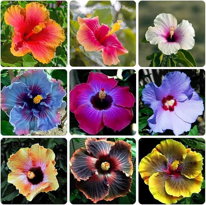 Giant Hibiscus Mixed Colors Hardy Flower - for planting in home garden