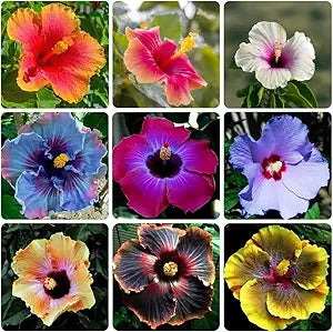 Giant Red Hibiscus Flower - for planting in home garden