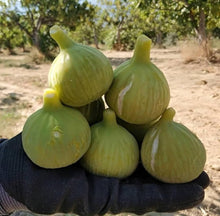 Golden Fig Seeds (Ficus carica) for growers planting the sweet, golden figs in home orchards and fruit gardens