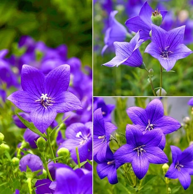 Platycodon Grandiflorus Balloon Flower - for planting in home garden