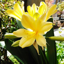 Clivia Seeds for a colorful addition to any planting