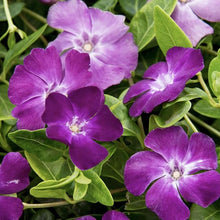 Periwinkle Orchid Seeds (Vanda spp.) for colorful blooms in the Indoor Garden