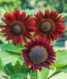 Chocolate Cherry Sunflower Seeds (Helianthus annuus) for sweet homegrown fruit in the Garden