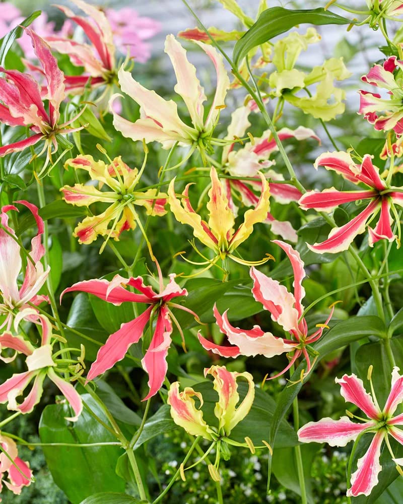 Garland Flame Lilium Brownii flower seeds for garden planting