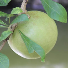 Calabash Tree Seeds for a lasting addition to the Unique Garden Features