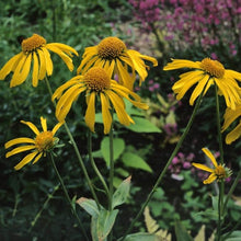 Helenium Hoopesii Golden Seeds known for golden Helenium Blooms