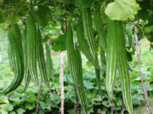Serpentgourd Heirloom Snake Cucumber Vegetable Seeds for unique varieties