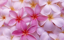Plumeria Seeds (Plumeria spp.) for colorful blooms in the Tropical Garden & Landscape