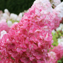 Hydrangea Hydrangea Paniculata Seeds for climbing cover in the Home Garden Ornamental Beds