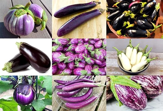 Eggplant Solanum melongena for planting in vegetable patch
