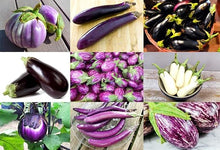 Eggplant Solanum melongena for planting in vegetable patch