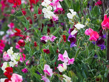 Mammoth Wahl Mix Sweet Pea Seeds for growers stocking the Fragrant Garden Flowers