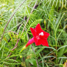 Cypress Seeds for reliable seasonal color