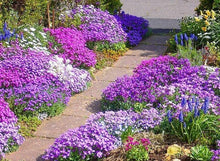 Aubrieta Cascading Red and Purple Mix Perennial Seeds for a colorful addition to any planting