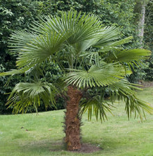 Trachycarpus Fortunei Tree Seeds for a lasting addition to the landscape