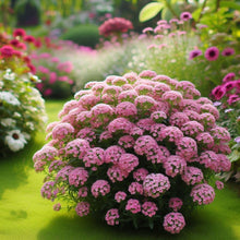 Alyssum Flowersh Rosa Lobularia Maritima Seeds for growers filling out the Flower Bed