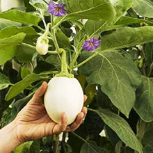 Ivory F1 Aubergine Seeds (Solanum melongena) for productive rows in the creamy white eggplant growing in kitchen gardens