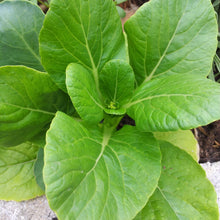 San Fan Hybrid Pak Choi Seeds for growers seeking a long-blooming display