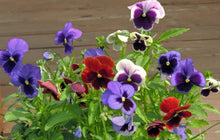 Italian Pansy Seeds for a colorful addition to any planting