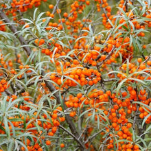 Bonsai Sea Buckthorn Seeds (Hippophae rhamnoides) for sweet homegrown fruit in the Fruit Garden