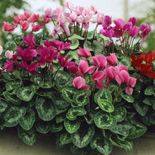 Cyclamen Seeds for a lasting display in the DIY Home & Garden