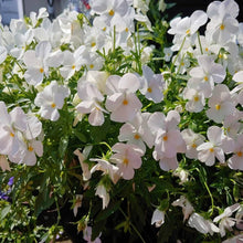 Cool Wave white pansy Viola × wittrockiana flower Seeds for a lasting display in the backyard gardens