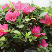 Light Green Azalea Seeds for long-term planting in the Bonsai, Rhododendron, Sakura Flower Garden