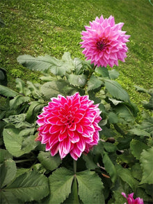 Dahlia Seeds for a colorful addition to any planting