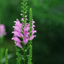 Gelenkblume Wildflower Seeds (Epigaea repens) for seasonal color across the Flower Bed & Urban Garden