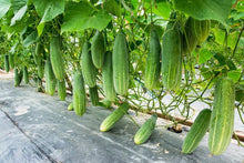 Cucumber Seeds (Cucumis sativus) for productive rows in the Vegetable Patch