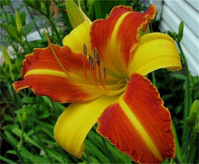 Hemerocallis Citrina Baroni Daylily Seeds for growers filling out the Flower Bed