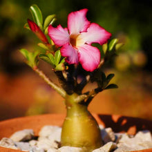 Adenium Obsum Desert Rose Rainbow Seeds for a colorful addition to any planting