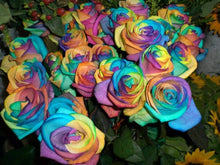 Holland Rainbow Rose Seeds (Rosa hybrida) for a bright addition to the flower beds and ornamental gardens