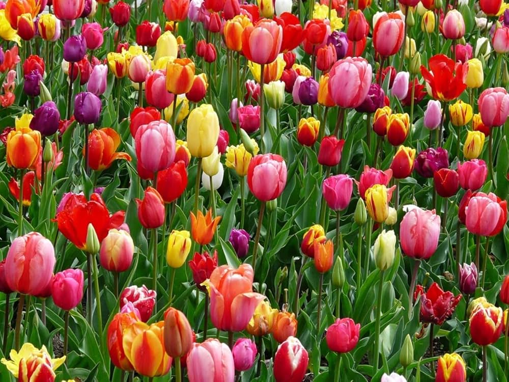 Tulip flower seeds ��������� colorful perennial bulbs for planting in home gardens and planters