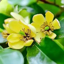 Michelia Michelia figo flower seeds for planting in home garden or indoor pots with partial sun - for planting in home garden